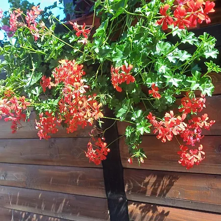 Homestay szállás Bianca *